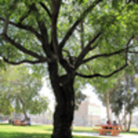 greenscape: site-specific plays at the hollywood recreation center